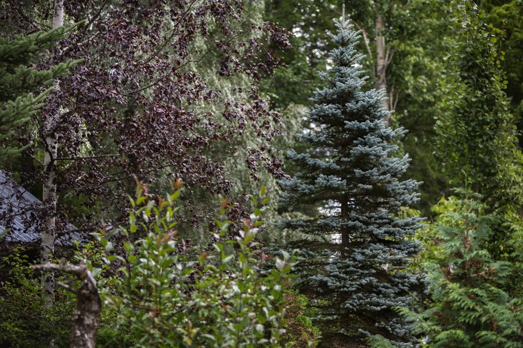 Alapihan Arboretum, erilaisia puulaleja.