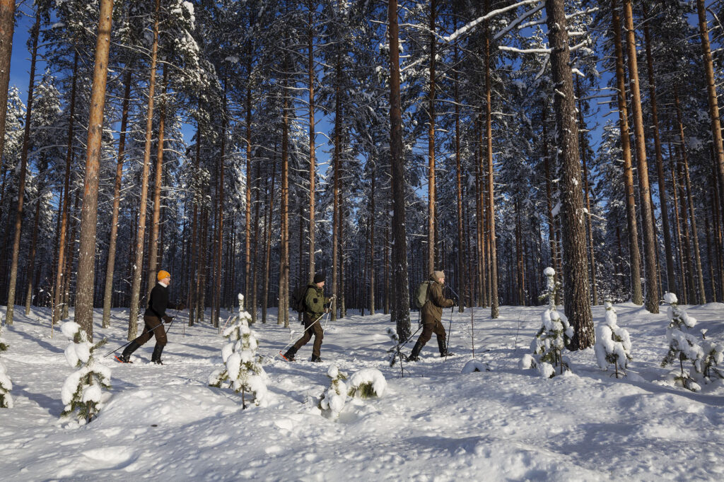 Metsäsuksihiihtoa lumisessa metsässä.